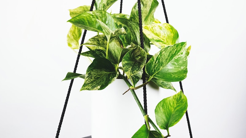 中国地区英超联赛高清无插件直播画面展示 - 球迷在333体育平台观看比赛